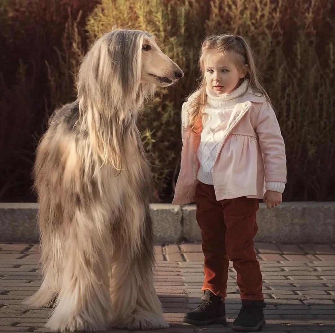 萌犬犬种,萌犬二十种名称