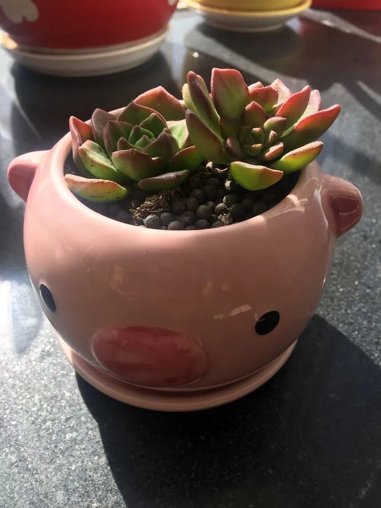 多肉新年寄语,养多肉七八年用心沉淀静待花开