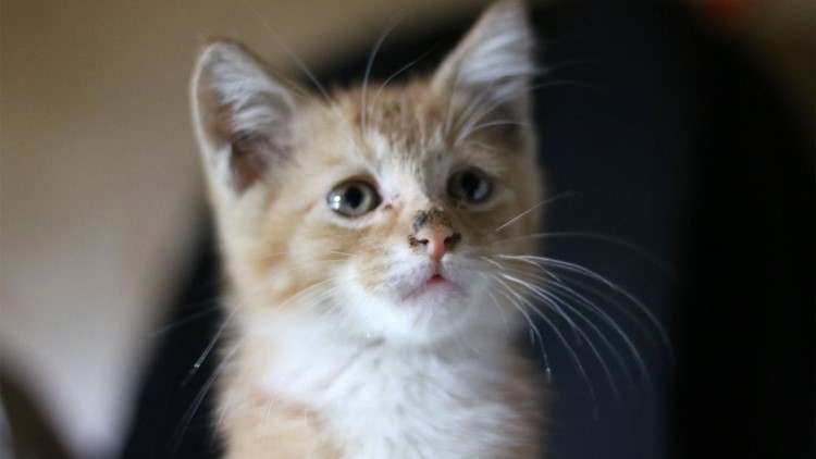 喵星人吃胖了的表现,喵星人怎么吃才会吃得少