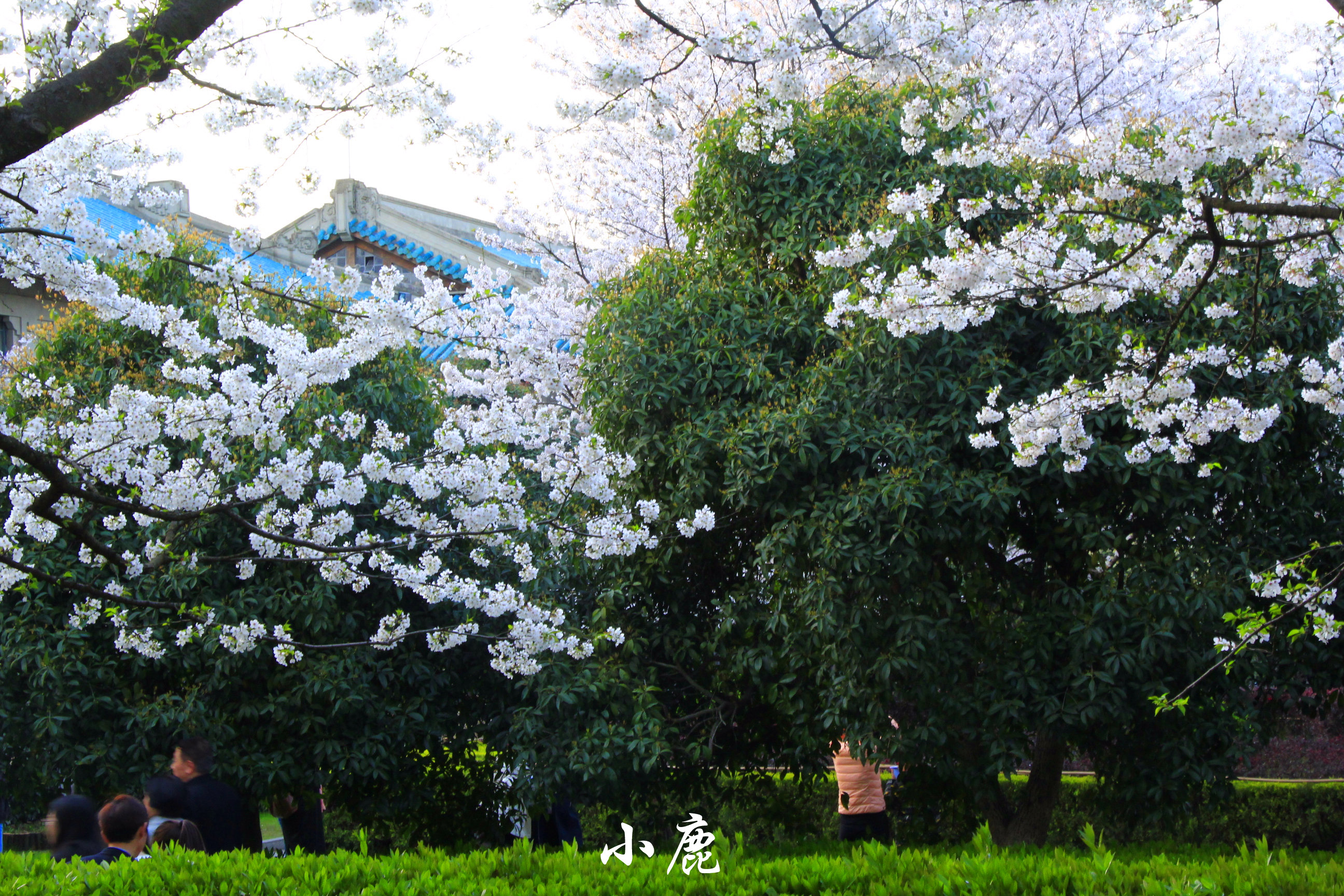 武汉周边赏花踏青好去处,武汉赏樱花旅游攻略