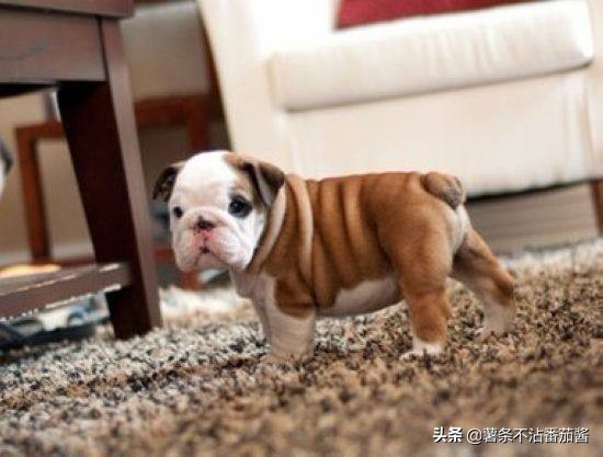 高颜值肌肉奶狗,什么样的小奶狗最可爱