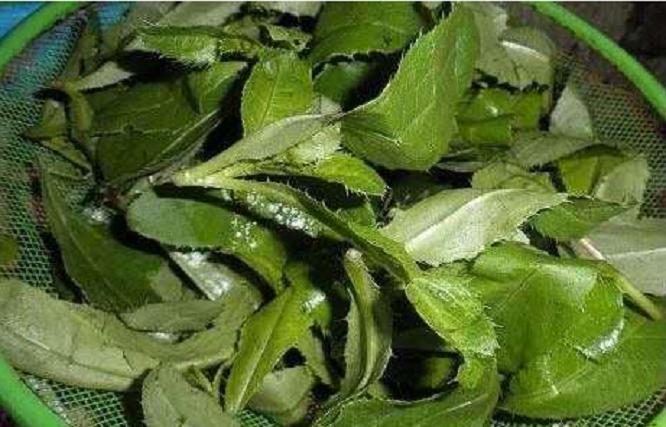 农村这种野草满身是刺,农村常见野草及功效