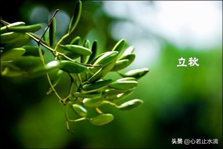 立秋是秋天的第1个节气,立秋秋季的第一个节气