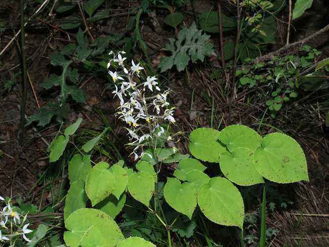 山上淫羊藿植物鉴别,山上的淫羊藿