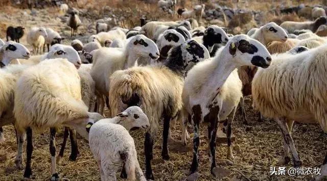 180只母羊怀孕了,一群母羊突然怀孕