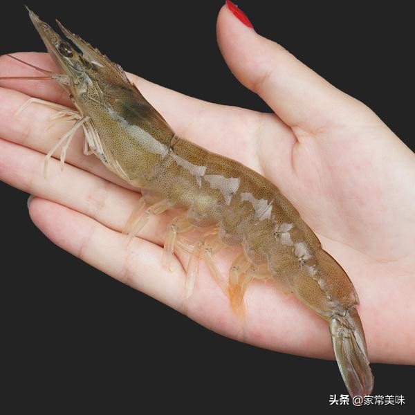 基围虾明虾和对虾的区别,基围虾明虾和白对虾哪个好吃