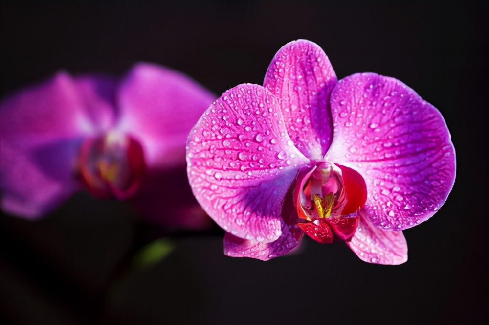 花卉绿植种植大全,温室常见的花卉