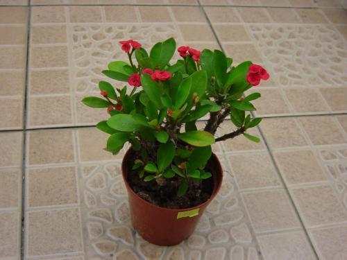 虎刺梅适合深盆还是浅点的盆栽种,虎刺梅怎么养到爆花