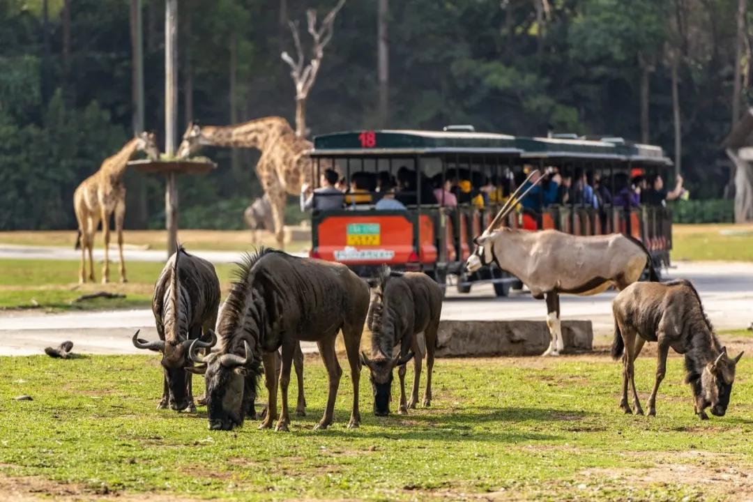 洛阳游乐园动物园水上乐园三合一,海洋动物园海底世界门票