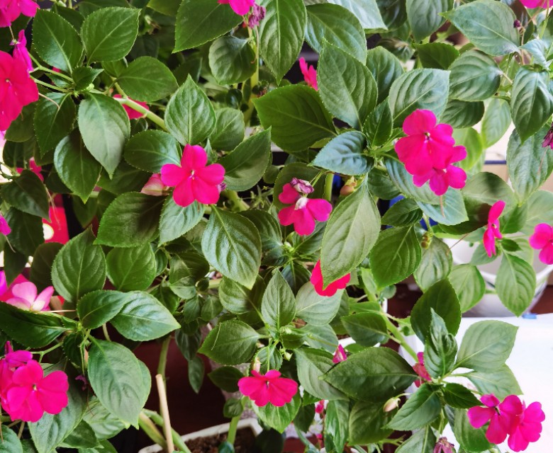 玻璃翠花怎么养殖视频教学,玻璃翠花卉养殖方法及注意事项