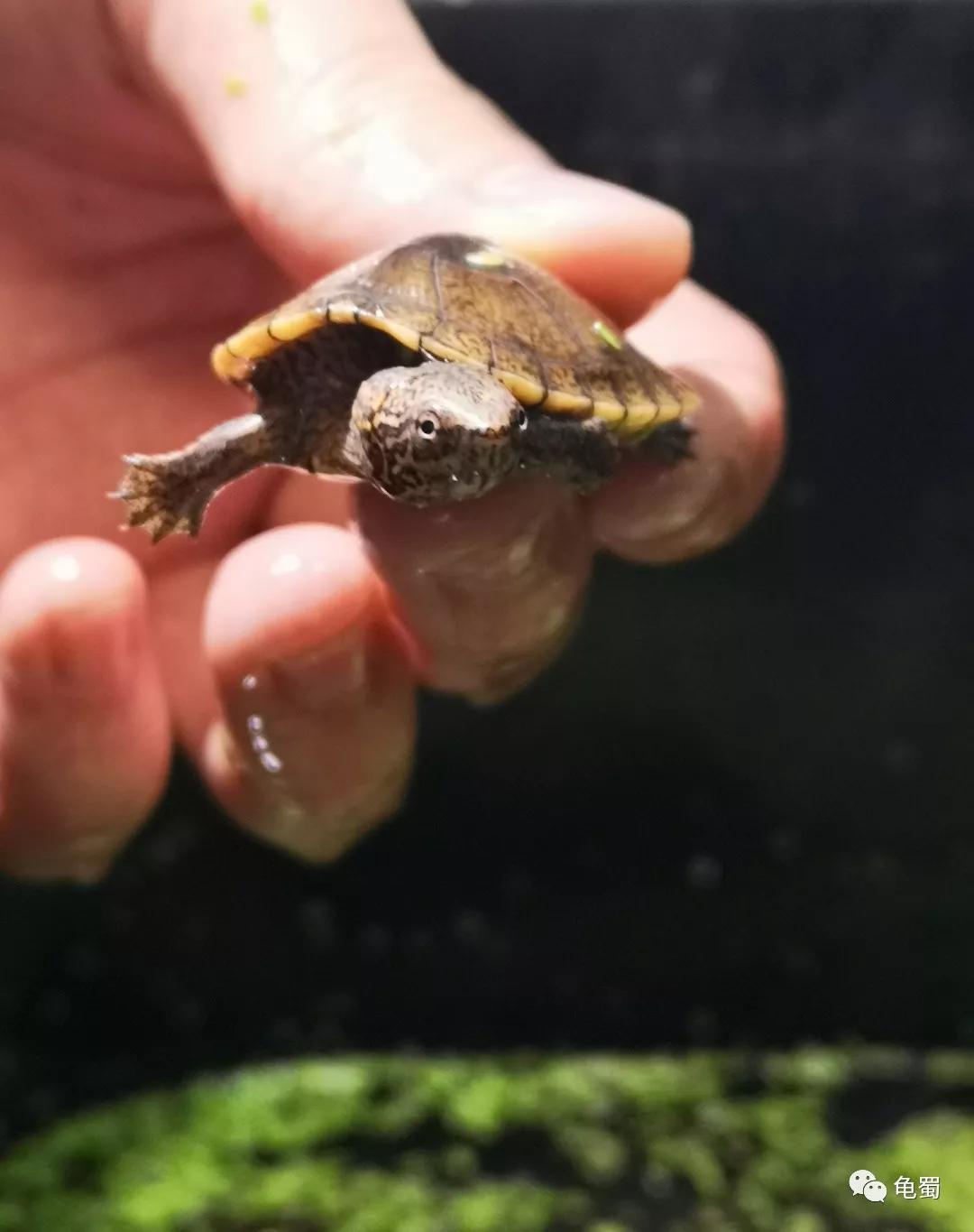 蛋龟之斑纹泥龟的介绍,蛋龟漂亮