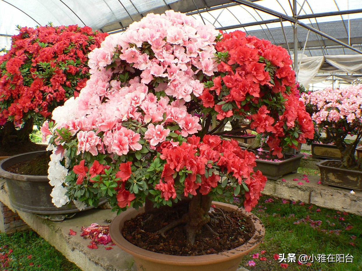 杜鹃花盆栽叶子发蔫怎么处理才好,盆栽杜鹃冬天出现严重掉叶怎么办