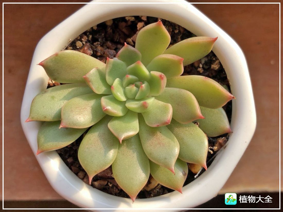 艾格尼亚多肉植物,多肉植物奥利维亚
