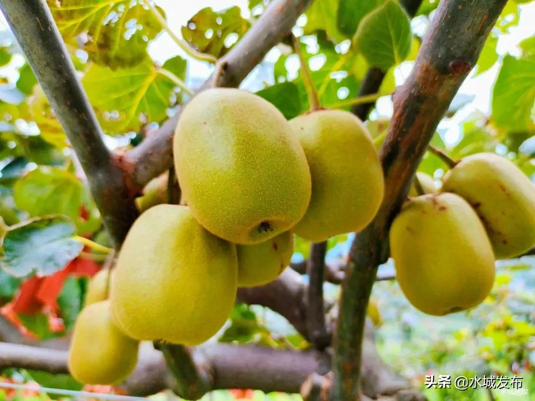 水城:产业兴旺乡村美