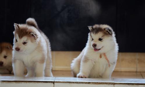 养阿拉斯加的好处,养阿拉斯加有钱