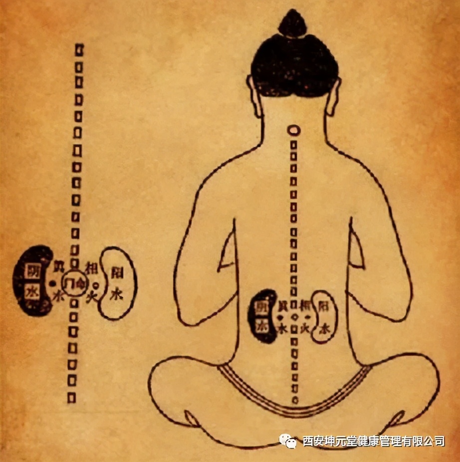 命门穴位的准确按摩视频,成人命门穴推拿手法