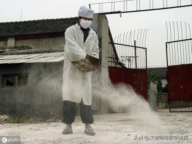 鸡坏死性肠炎拉什么样的粪便,鸡拉黄绿色稀粪便是什么病怎么治