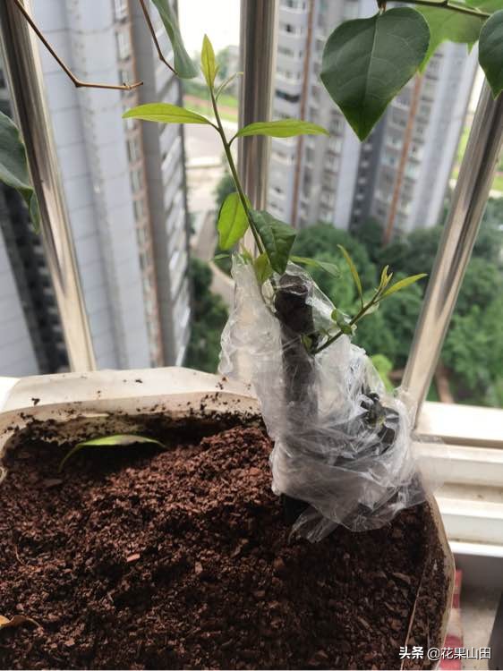 金弹子缠膜出芽了怎么处理,金弹子生桩缠膜发芽怎么处理