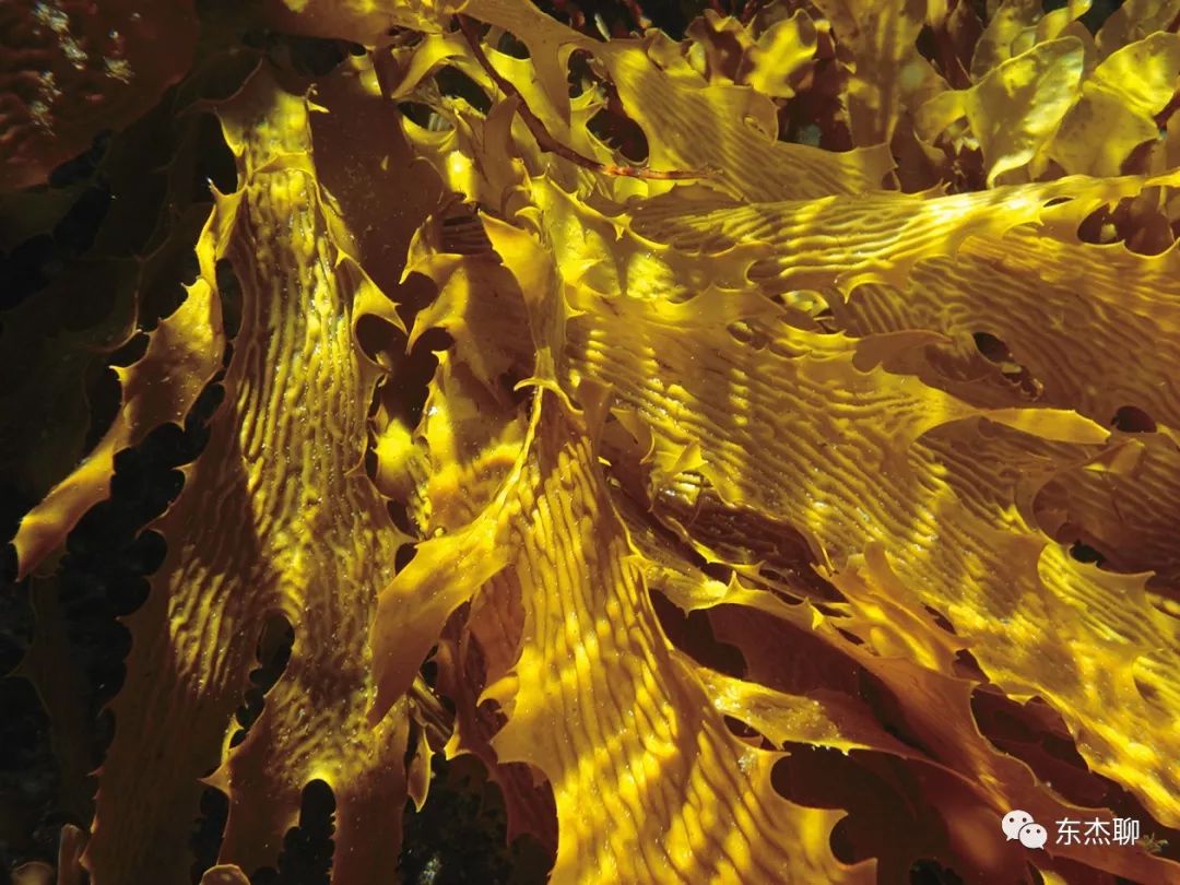 鱼缸中褐藻和绿藻的区别,海水藻缸褐藻需要清理吗