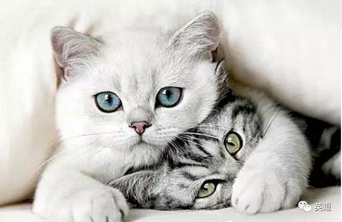 如果猫的眼瞎了怎么治,猫眼睛被眼屎糊住怎么清理