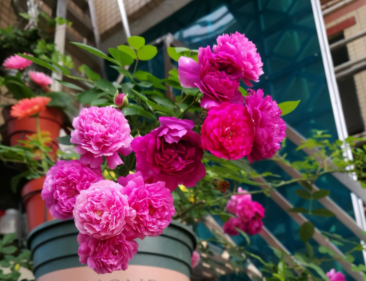 李子柒的院子都种的啥,李子柒推荐的三种花