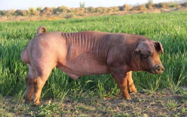 如何提高母猪养猪场效益,提高猪场生产成绩的方法