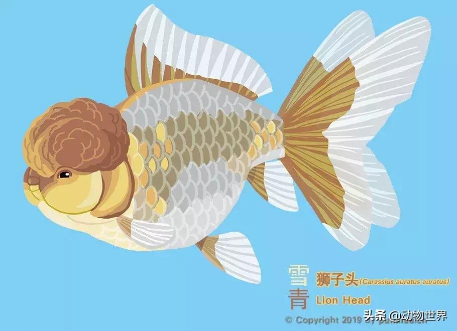狮子金鱼品种,红头狮子金鱼