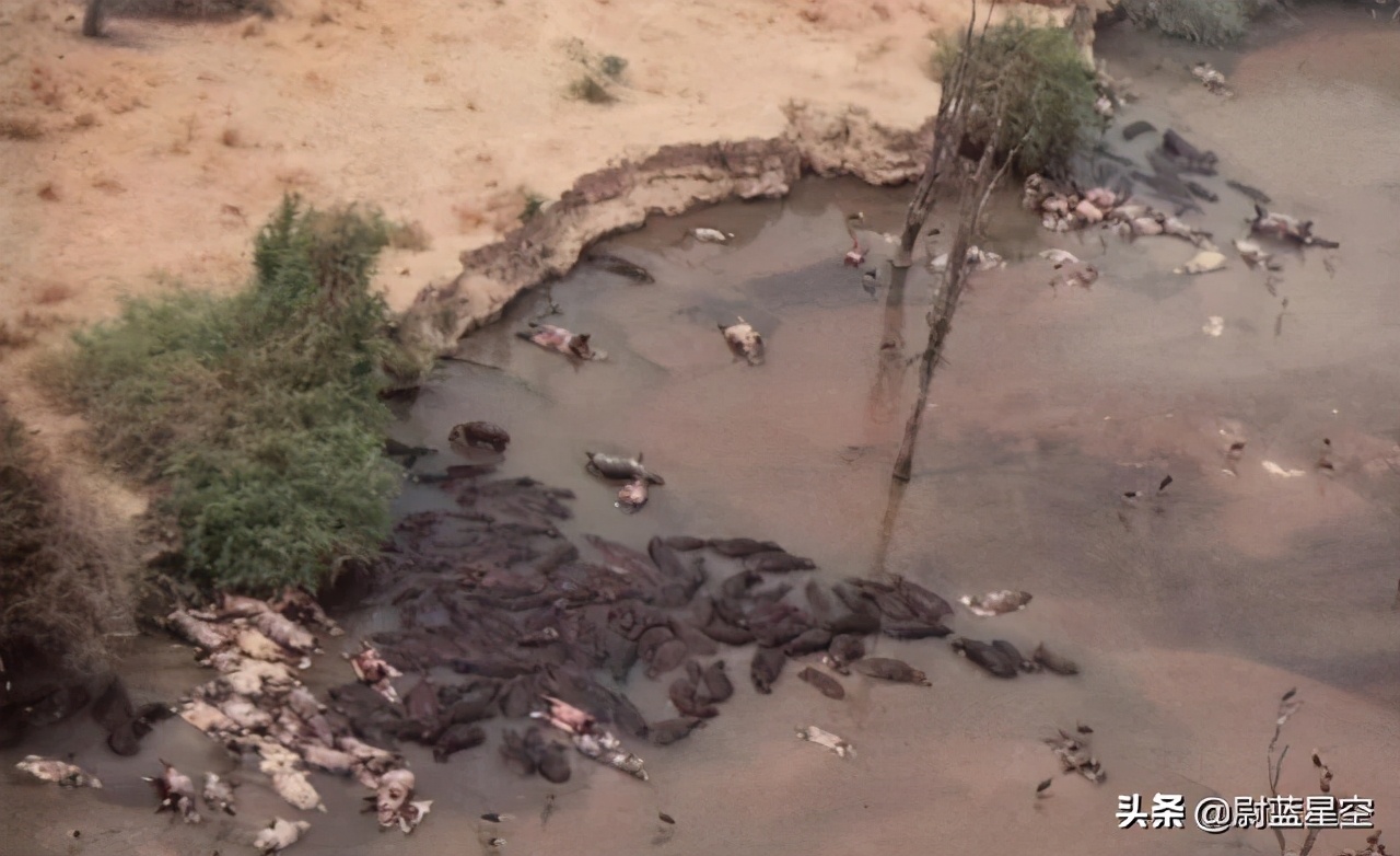 河马路边咬死汽车,不要惹小河马