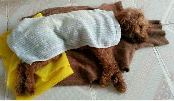 谨记狗狗绝不能吃的6种水果,狗狗一般能吃哪几种水果