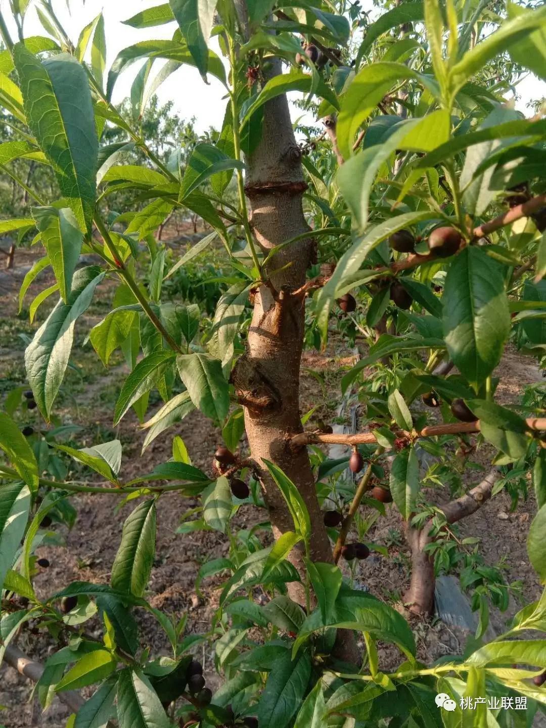 桃树弱树怎么冬剪,桃树主干旁边的枝条过旺怎么修剪