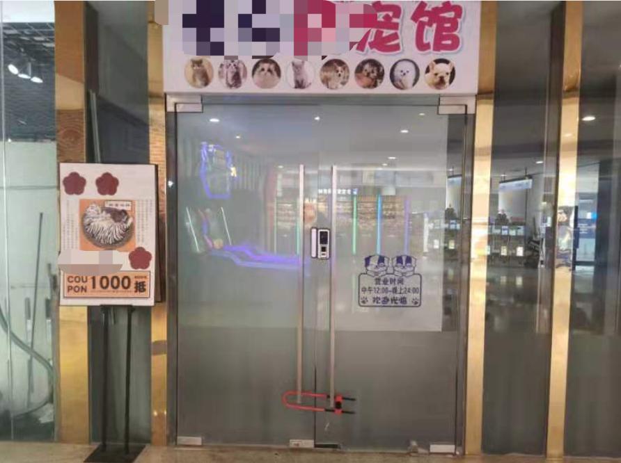 共享租猫,猫咪租赁一般多少钱