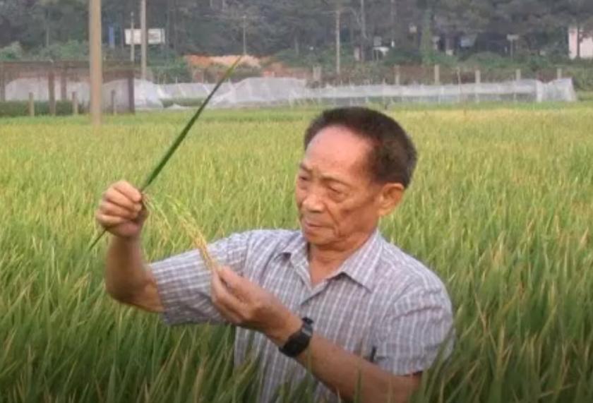 袁隆平在迪拜种水稻,袁隆平团队迪拜沙漠海水稻