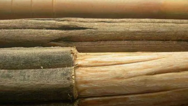 带刺的降龙木值钱吗,降龙木为啥比黄金贵