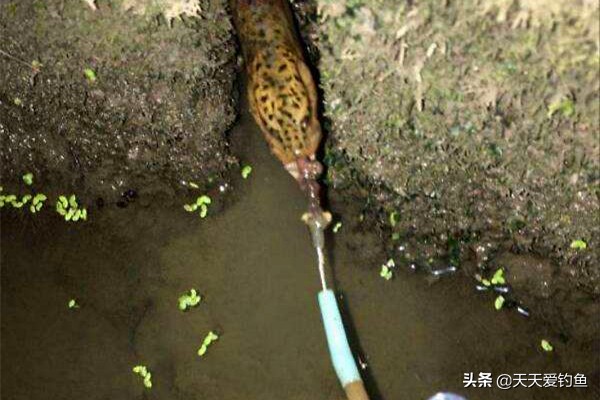 黄鳝钓法详细步骤,野生黄鳝钓鲤鱼