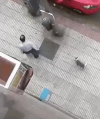 西班牙狗狗一天被遛38次,西班牙狗狗一天被遛33次