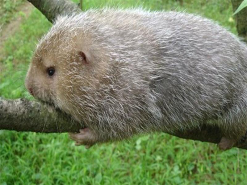 新手竹鼠养殖技术指南,养竹鼠的技术和养殖方法