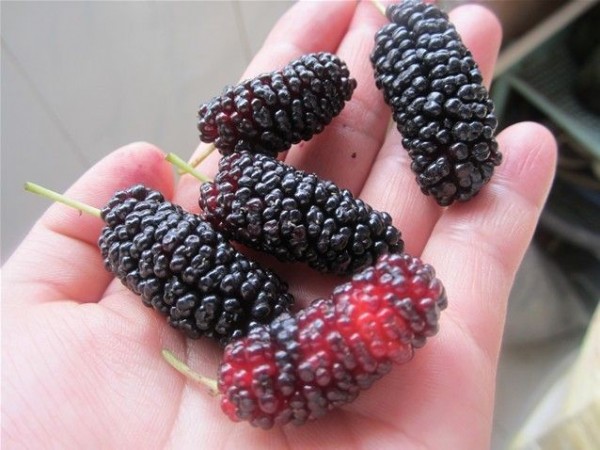 桑葚很黑是不是泡了什么,桑葚颜色深是染的吗