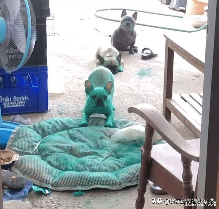 哎呀妈呀,法斗绿了,绿得好均匀,这就是宠物界的绿巨人?