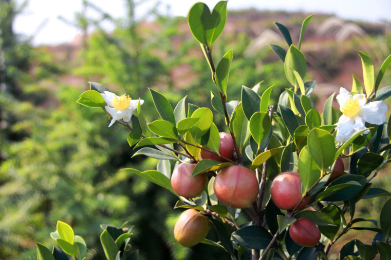 本草天香山茶油旗舰店,本草天香