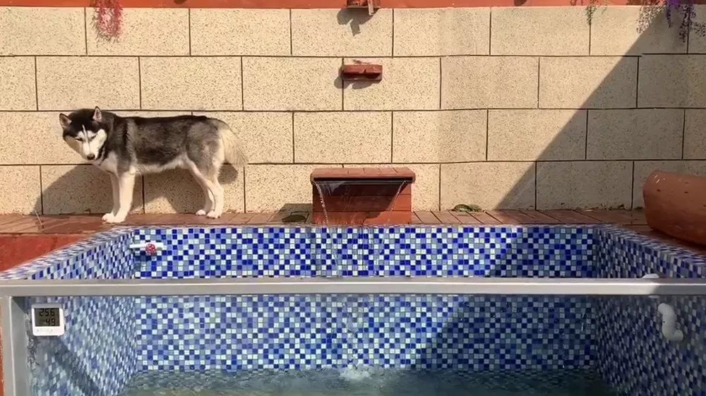 别墅泳池阳光房，秋千滑梯投影仪...豪华狗院子曝光