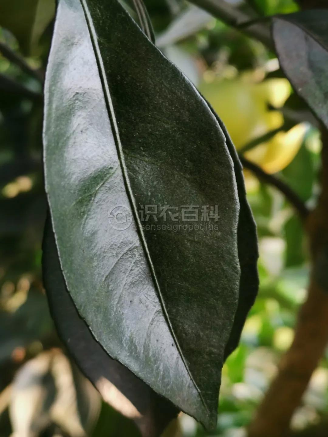 柑橘12月有什么病害虫害,柑橘全年病害虫害最新防治方法