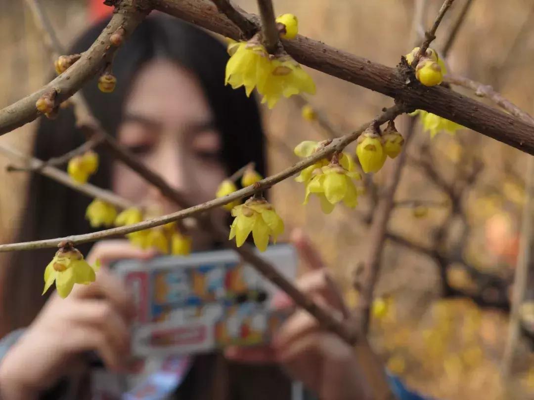 京郊最美的十大花海,京郊这些浪漫花海惊艳初秋的北京