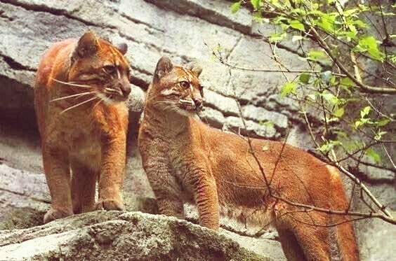 三虎一彪，彪真能杀死老虎吗？神秘自然