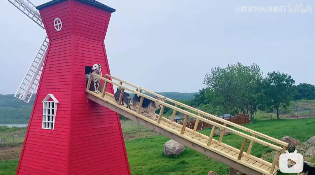 花三年建宠物乐园,花20万给狗打造乐园