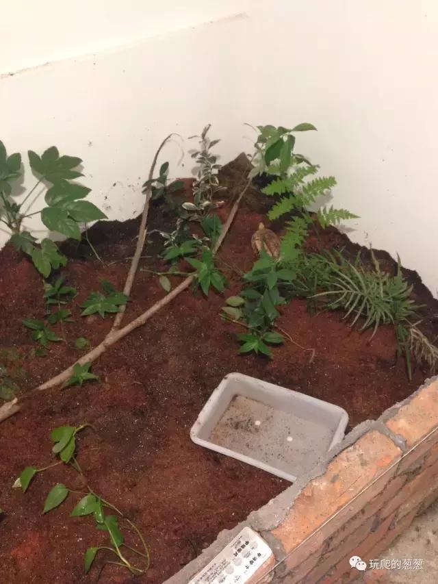 半水龟环境建造,椰土养半水龟