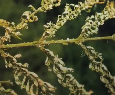 如何杀灭木虱,小虫子大危害