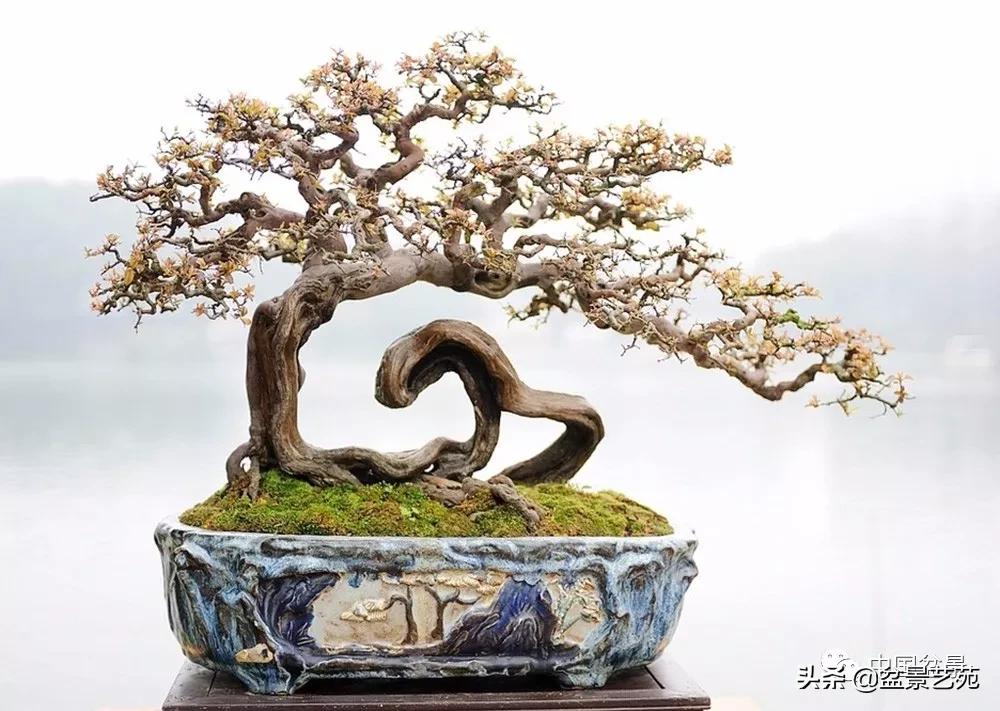 雀梅盆景艺术鉴赏图片,红芽雀梅盆景冬天怎么养护