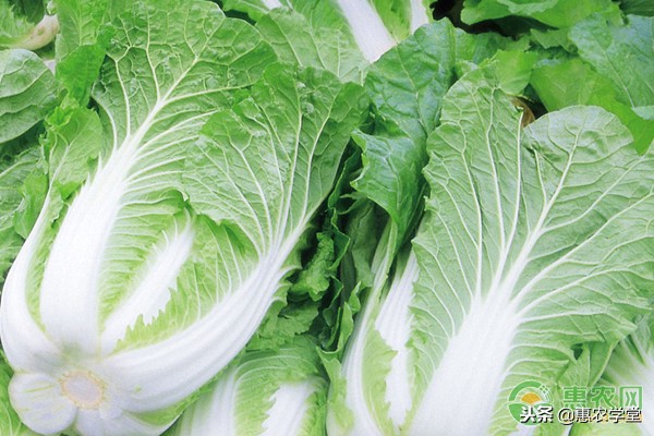 白菜根长瘤是什么原因,白菜都长很大了根部长瘤怎么治疗