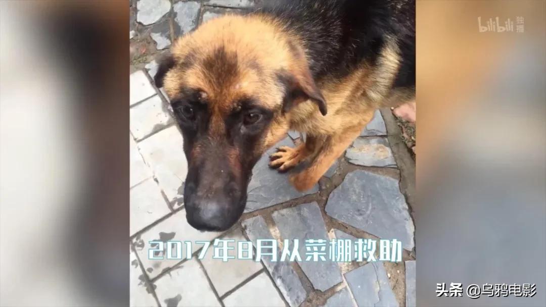 b站必看的综艺,b站能看的综艺推荐