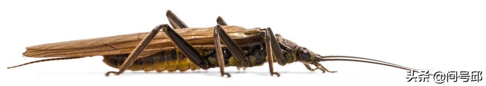 3亿史前昆虫,几亿年前的昆虫远古生物